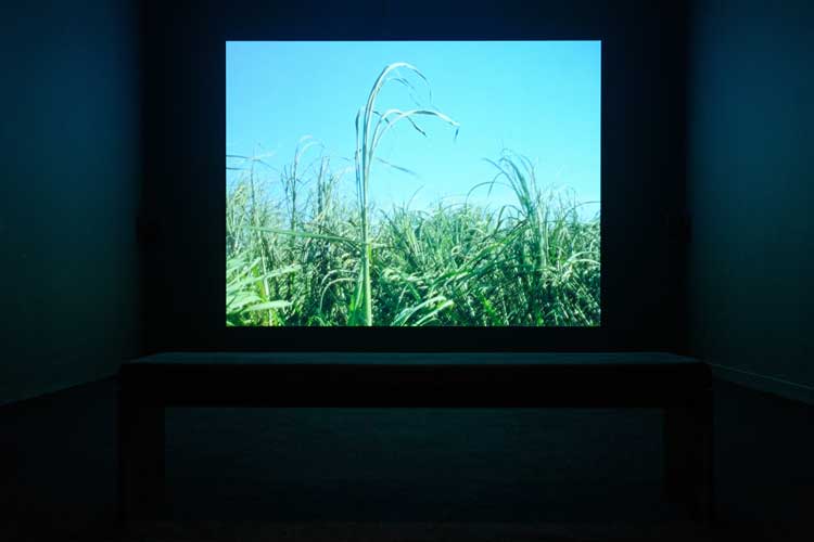 Sancintya Mohini Simpson, installation view, Chapter, Artes Mundi 11, 2025-26. Photo: Polly Thomas.