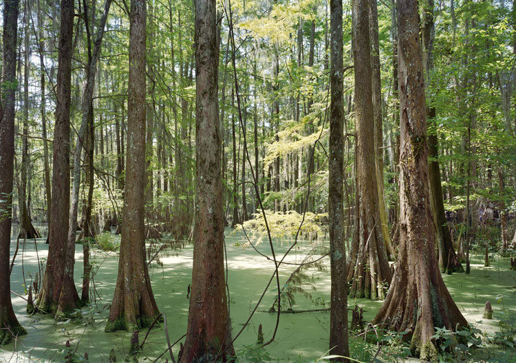 An-My Lê. Fragment VII: Swamp, Film Set, (Free State of Jones), Chicot State Park, Louisiana, from The Silent General, 2015. Pigment print, 40 x 56 1/2 in (101.6 x 143.5 cm). © An-My Lê. Courtesy the artist and Marian Goodman Gallery New York, Paris and London.