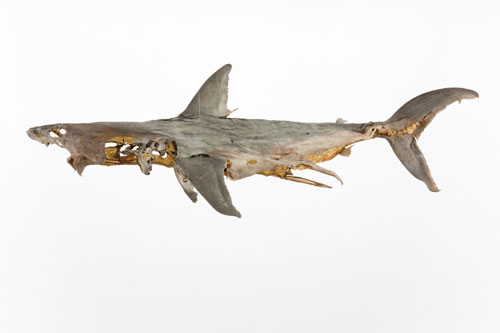 Dorothy Cross.
Relic,
2010.
Shark (Porbeagle), 21 carat gold leaf
, 60 x 70 x 182 cm
. Private Collection, London.
Courtesy of the artist and Kerlin Gallery, Dublin.