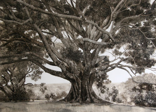 Nicholas Blowers. Small Leaf Fig, 2006. Oil on paper, 106 x 141.5 cm