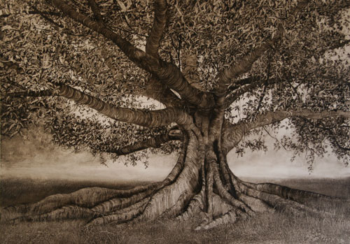 Nicholas Blowers. Fig with extending roots, 2006. Oil on paper, 69 x 100 cm
