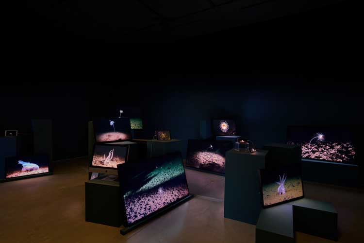 Emma Critchley: Soundings. Installation view, John Hansard Gallery, 2025. Courtesy the artist. Photo: Reece Straw.