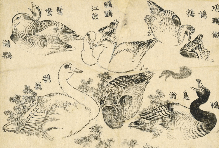 Katsushika Hokusai (葛飾北斎). Water birds. Studies of various types of water bird, swimming and diving among river weed. This work seems to have been intended as a kind of picture thesaurus. Often several variants names – sometimes archaic, sometimes apparently fanciful – are given for a particular motif. Here the birds are named, from top right: Little grebe 鳰・鸊・鷉・????・䳉; Duck, wild duck 鴨・鳬滃; Seagull (tern) 鷗*・江燕; Mandarin duck, water bird 鴛鴦・鸂鶒; Swan 鵠鸛. The mallard duck, bottom centre, and diving duck (seen in silhouette) were later reused in the famous BM painting, Ducks in flowing water, done in 1847, when Hokusai was 88. Katsushika Hokusai, 1829. © The Trustees of the British Museum.