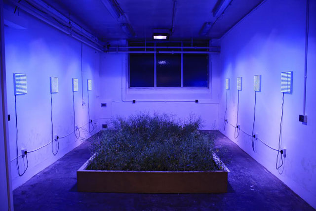 Tamsyn Challenger. Monoculture, 2014. Pine planter, soil, OSR, blue led grow lights. Installation view, Summerhall/EAF.