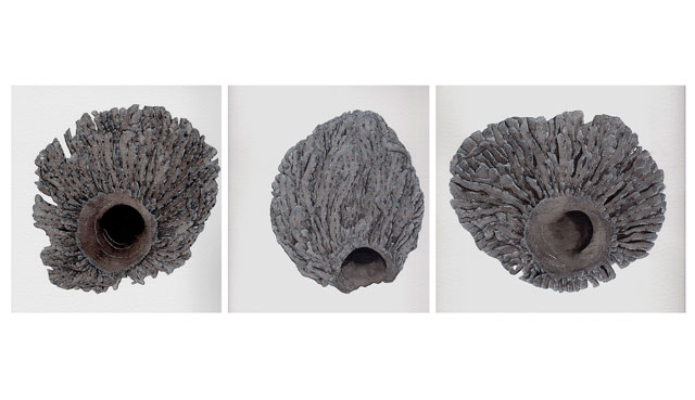 Jenny Crompton. Seaweed holders, 2011. Ink on paper.