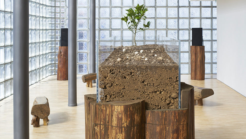 Nurturing Exhibitions, 2021. Six music compositions by Phill Niblock, soil and the Amanatsu orange sapling from Masanobu Fukuoka Natural Farm, wooden pedestals, speakers, wooden benches, wooden planter, acrylic case, water, sunlight. Photo copyright Nacása & Partners Inc / Courtesy of Fondation d’entreprise Hermès.