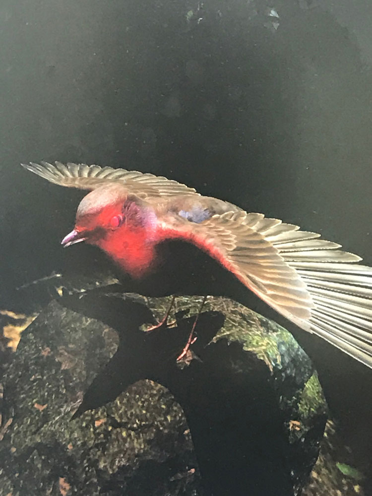 Rafael Pérez Evans. The Devil´s Bird, Ornithomancy. 2019 (Still from VR). Virtual reality experience accessed through Oculus VR goggles, incendiary red lighting system over corridor and room.. Museum of Contemporary Art Taipei. © Rafael Pérez Evans.