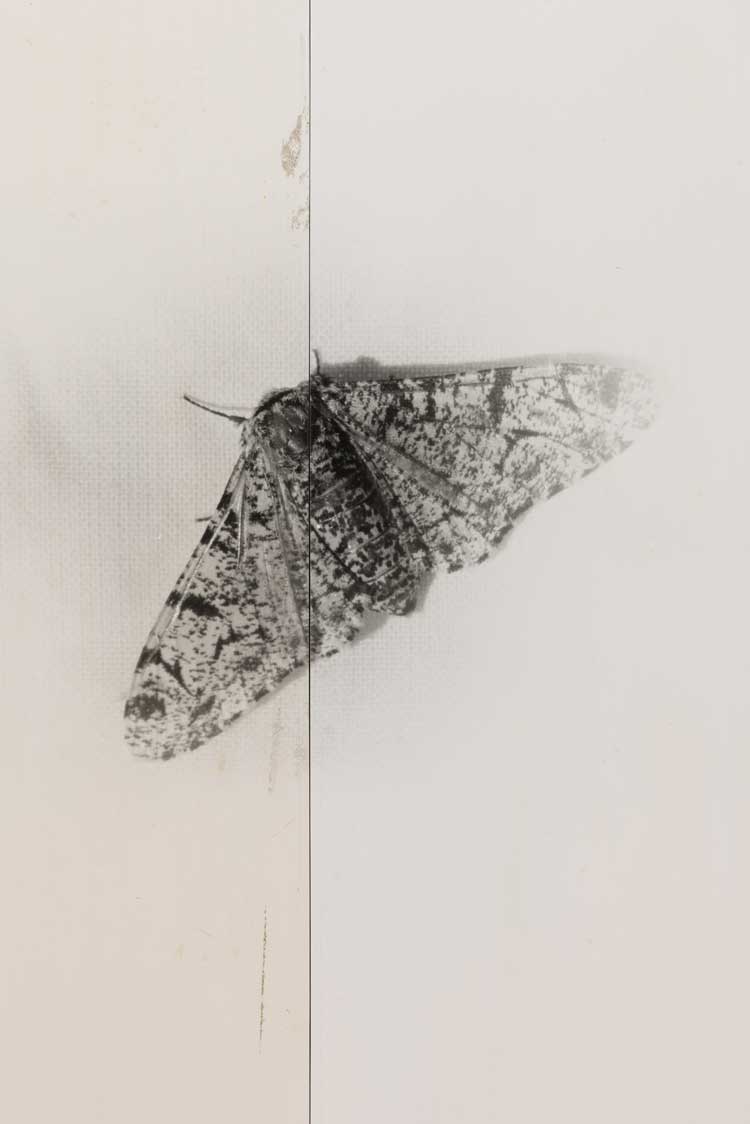 Nat Faulkner, Untitled (Biston betularia), 2026 (detail). Silver gelatin print on plywood panel, aluminium tape, white paint. Installation view, Nat Faulkner: Strong water, Camden Art Centre, London. Courtesy of the artist and Brunette Coleman. Photo: Rob Harris.