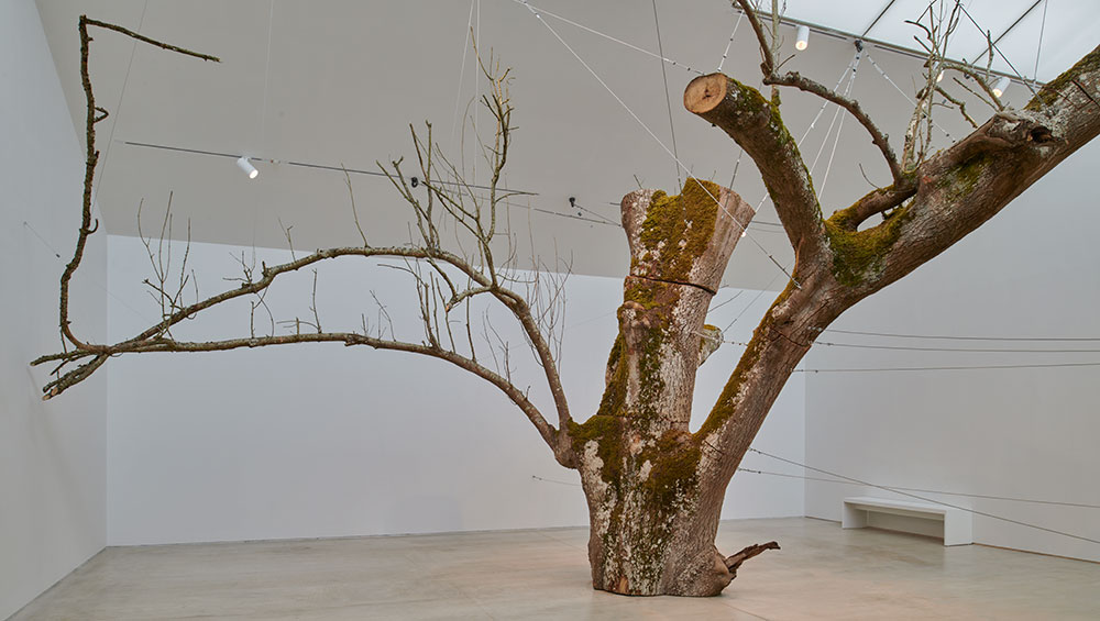 Anya Gallaccio. The inner space within, 2008/2024. Ash tree, bolts, stainless steel. Ash from Lees Court Estate. Installation view, Anya Gallaccio: preserve, Turner Contemporary, 2024. © Anya Gallaccio. Courtesy the artist and Turner Contemporary. Photo: Jo Underhill.
