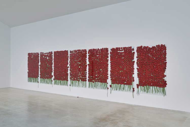 Anya Gallaccio. Preserve 'Beauty’, 1991/2024. 1700 gerbera held between seven panes of glass and gallery wall. Installation view, Anya Gallaccio: preserve, Turner Contemporary, 2024. © Anya Gallaccio. Courtesy the artist and Turner Contemporary. Photo: Jo Underhill.