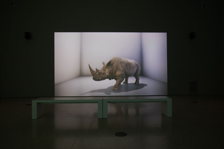 Alexandra Daisy Ginsberg. The Substitute was commissioned by the Cooper Hewitt museum in New York. Using CGI animation, Ginsberg conjures the extinct northern white male rhino back to life on a 5-metre screen, while a second screen reveals the learning process of an AI tool, DeepMind, which replicates the mammalian brain’s ‘grid cell’ navigational patterning. © the artist.