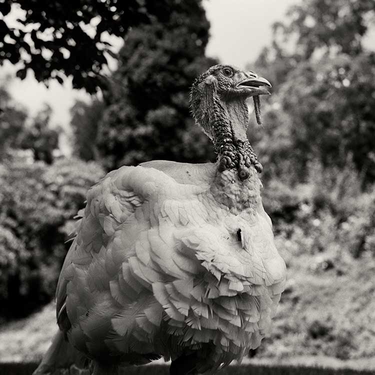 Peter Hujar. White Turkey, Pennsylvania, 1985. Image © 2025 the Peter Hujar Archive / Artists Rights Society (ARS), NY, DACS London, Pace Gallery, NY, Fraenkel Gallery, SF, Maureen Paley, London, and Mai 36 Galerie, Zurich.