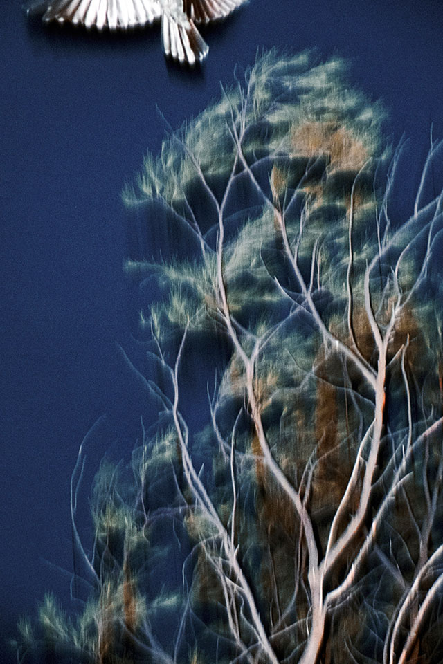 Sohrab Hura, The Coast, 2019. Image copyright Sohrab Hura.
