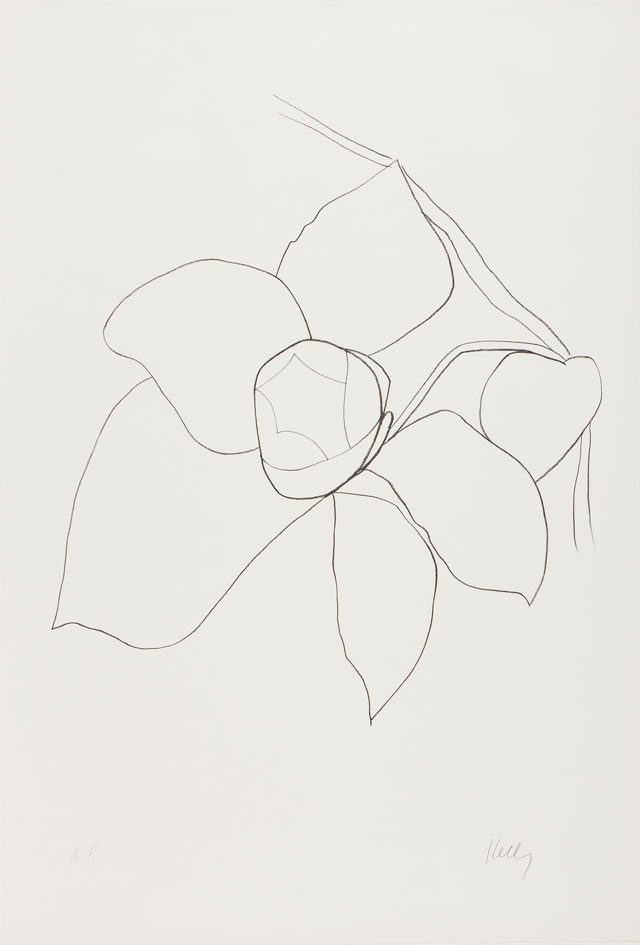 Ellsworth Kelly. Camellia II, 1964–65. Transfer lithograph on Rives BFK paper, 35 5/8 x 24 1/4 in (90.5 x 61.6 cm). Norton Simon Museum, Gift of the Artist, 1969, P.1969.044. © Ellsworth Kelly Foundation and Maeght Éditeur.