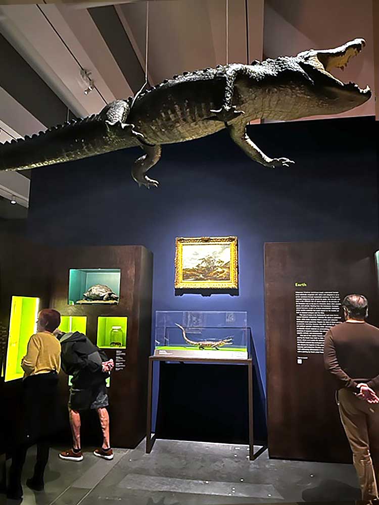Installation view, The World Made Wondrous: The Dutch Collector's Cabinet and the Politics of Possession, LACMA. Photo: Jill Spalding.