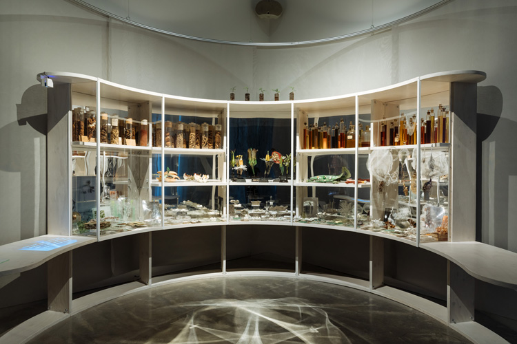 Janet Laurence, Wonder (Herbarium), 2018-19. Installation view, Janet Laurence: After Nature, Museum of Contemporary Art Australia, Sydney, 2019. Wollemi pine seedlings, Wollemi pine and ginkgo fossils, dried roots, video, duraclear, mirror, metal prints, acrylic, tracing film, dried specimens, shellac, pigments, oils, laboratory glass, tree fragments, glass lenses, 3D-printed molecular models, hand-modelled plant parts, mosses, artist’s field notes, books, reproduced 15th-century manuscript pages, specimens, models and liquids from the Collection of the Museum of Applied Arts and Sciences, Sydney, Wollemi pine seedlings from The Australian Botanic Garden, Mount Annan, fossils from the collection of Margaret Barbour, School of Life and Environmental Sciences, University of Sydney, collection of the artist, image courtesy the Museum of Contemporary Art Australia © the artist. Photo: Zan Wimberley.