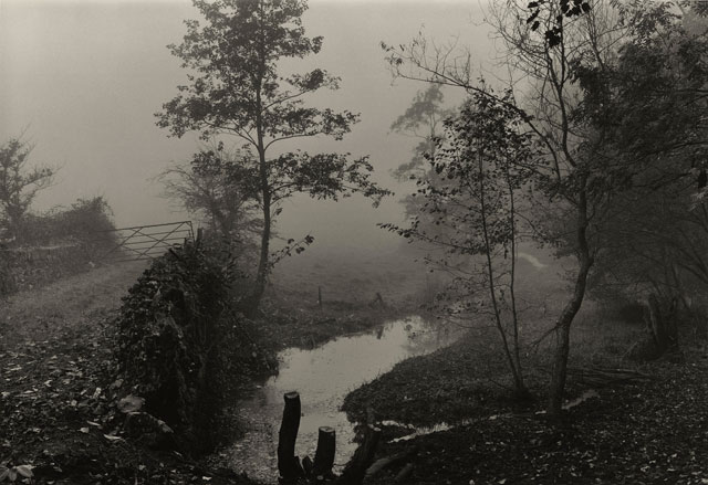 Don McCullin, Woods Near My House, Somerset, c1991. Tate © the artist. Courtesy Don McCullin.