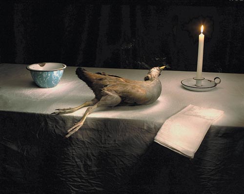 Marian Drew. Tasmanian Swamp Hen with Candle, 2005. 112 x 134 cm. Archival Pigments on German Etching Paper digitally printed. Image courtesy of the artist and Dianne Tanzer Gallery, Melbourne, Australia.