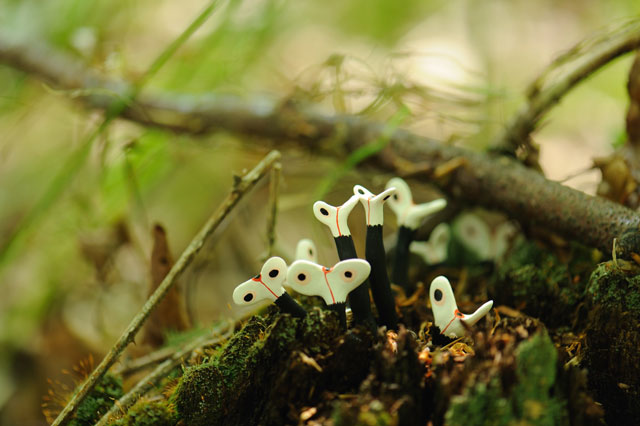 Vera Möller. Pale wingnuts from the Fictional Hybrids Cycle, 2009. Photograph.