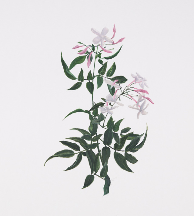 Maryam Najd, Botanic: National Amalgamation Project (detail). Jasmine (Jasminum). Indonesia, Pakistan and Philippines. Acrylic on paper, 11.69 x 16.54 in (29.7 x 42 cm). Photo: Miguel Benavides.