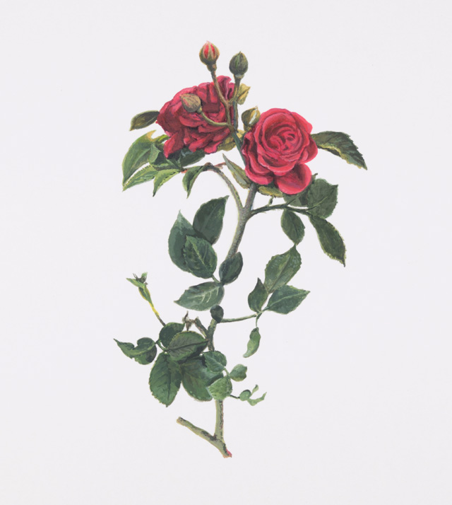 Maryam Najd, Botanic: National Amalgamation Project (detail). Rose (Rasa rugosa). Iran, Iraq, Luxembourg, United Kingdom (England), and the United States of America. Acrylic on paper. 11.69 x 16.54 in (29.7 x 42 cm). Photo: Miguel Benavides.