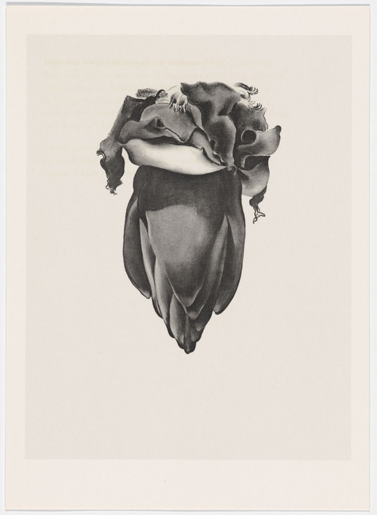 Georgia O'Keeffe, Banana Flower, 1933, from Some Memories of Drawings, 1974. © Georgia O'Keeffe Museum / DACS, London 2021. Photo: Anna Arca.