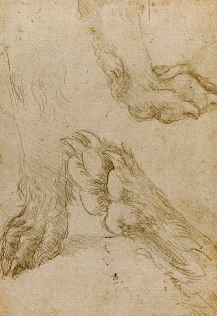 Leonardo da Vinci, Studies of a Dog's Paw (verso), National Galleries of Scotland. Purchased by Private Treaty Sale with the aid of the Art Fund 1991. © National Galleries of Scotland.