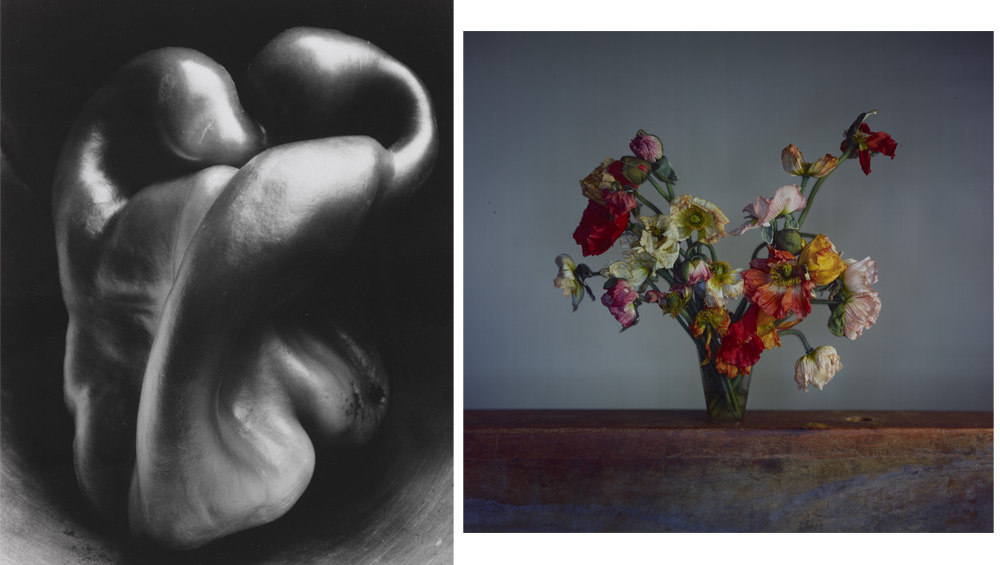 Robert Mapplethorpe, Tulip, 1984. © Robert Mapplethorpe Foundation. Used by permission.