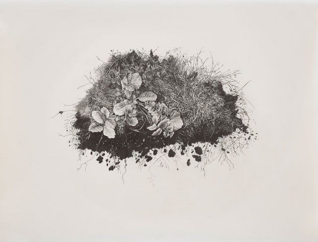 Miriam de Búrca, Anatomy of Chaos III: Amnesia Sampled, 2018. Ink drawing on man-made vellum, paper and image 50.5 x 65.8 cm. Photo courtesy Alan Cristea Gallery.