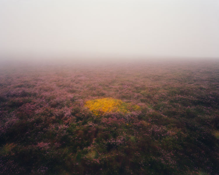 Nicholas JR White, Gorse in Heather from the Crucible series, 2020. (Dartmoor, RAMM, Exeter, 2024). © Nicholas JR White.