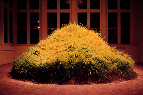 Hans Haacke. Grass Grows, 1969.
Collection of Hans Haacke. © Hans Haacke/DACS 2009. Courtesy Paula Cooper Gallery, New York.