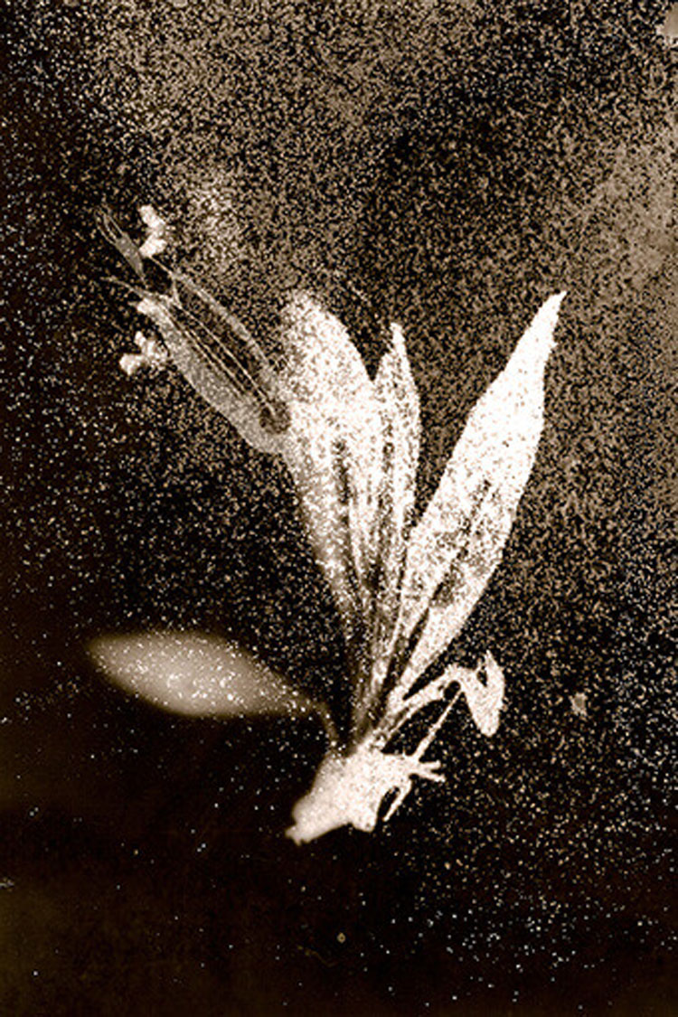 Anais Tondeur, Byrsonium Lucida, Exclusion Zone, Chernobyl, Ukraine, Radiation Level: 1.7 microsieverts. From the series Chernobyl Herbarium, 2011-present. © the artist.