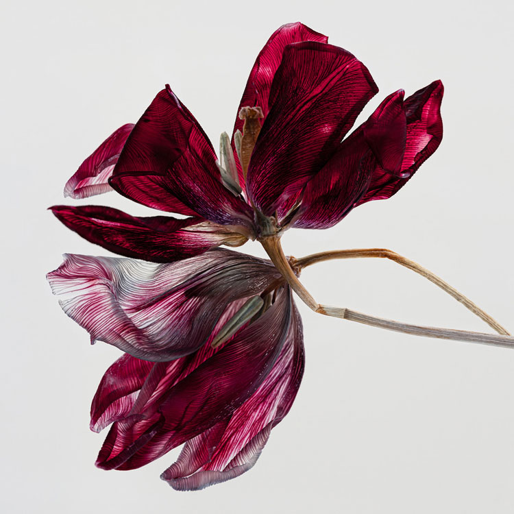 Kathrin Linkersdorff, Fairies II/9, 2023. Archival pigment print, 153 x 153 cm. © the artist.