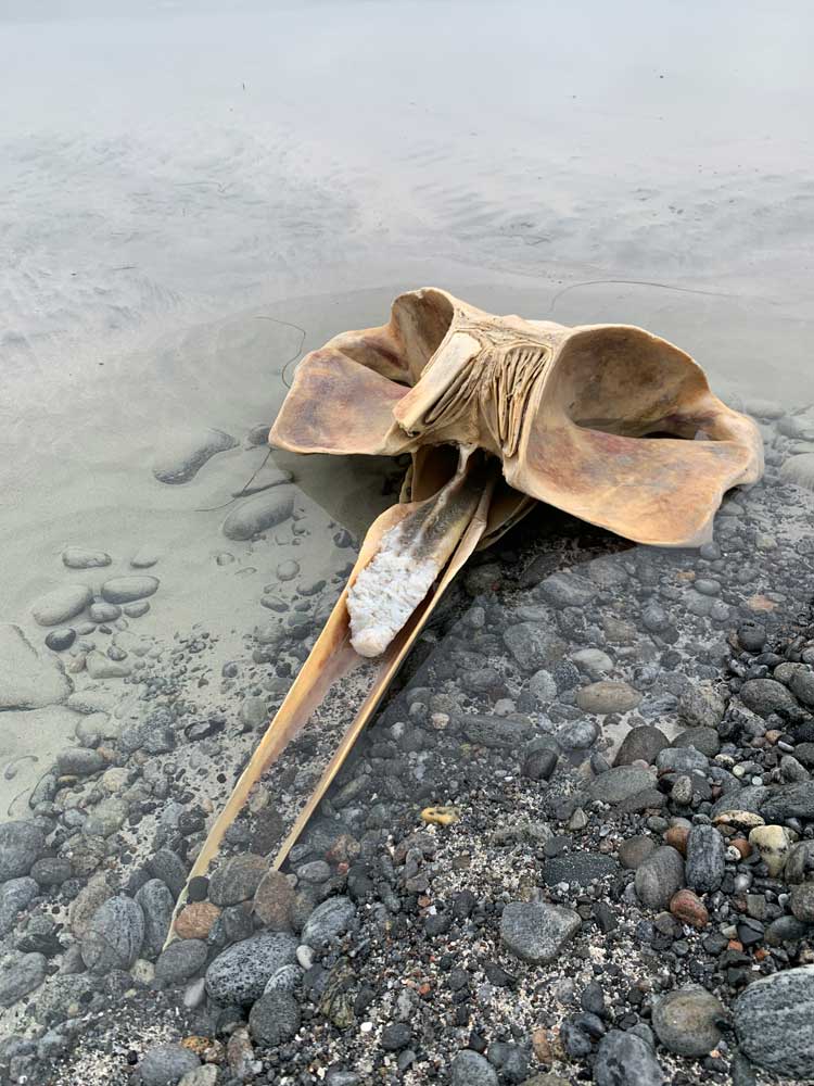 Found Minke Whale Skull, South Uist, 2022. Photo © Mella Shaw.
