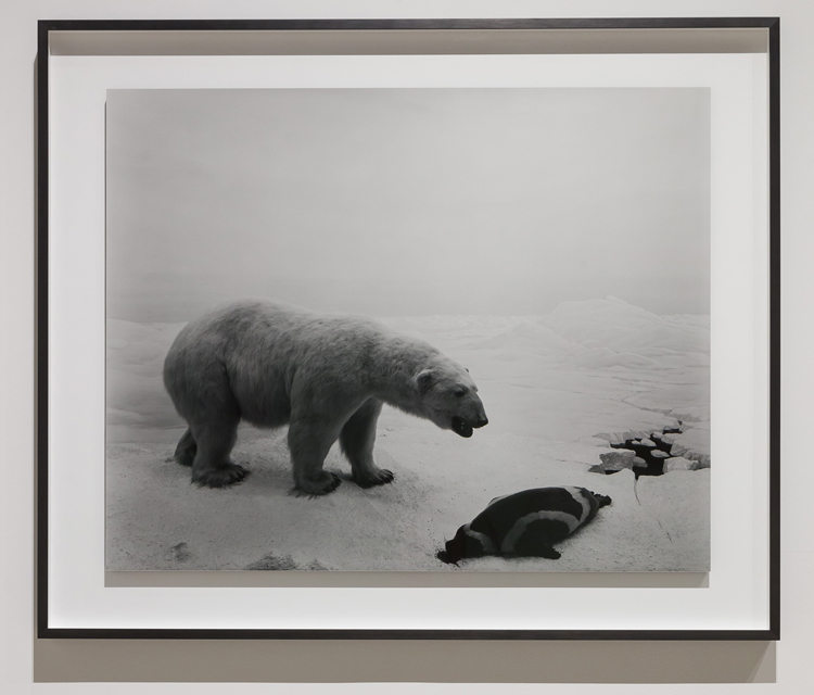 Hiroshi Sugimoto, Polar Bear, 1976. Silver gelatin print. Installation view. Photo: Mark Blower. Courtesy the artist and the Hayward Gallery.