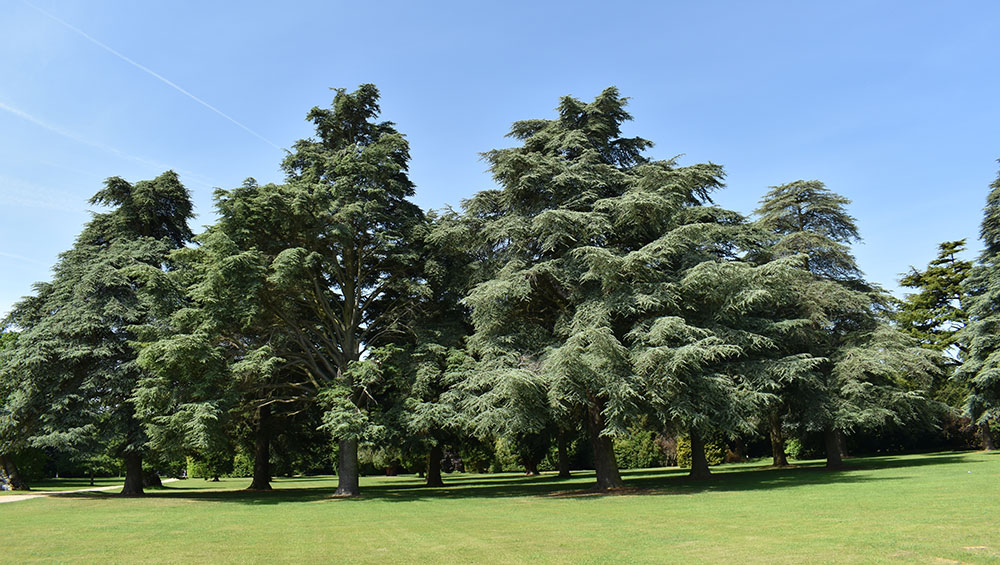 Blenheim Park and Gardens, landscaped by Capability Brown, provide the backdrop for Tino Sehgal’s performance pieces, which he does not allow to be photographed. Image courtesy of Blenheim Art Foundation.