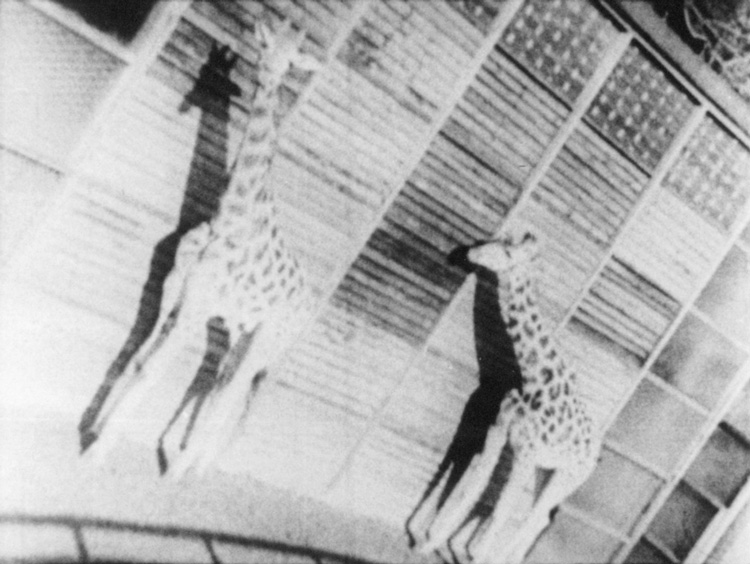 László Moholy-Nagy, The New Architecture and the London Zoo, 1937. Courtesy: Light Cone & Moholy-Nagy Foundation.