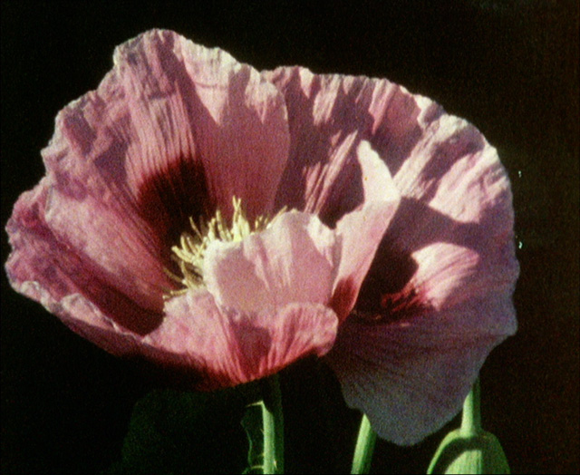 Margaret Tait, Garden Pieces, 1998. Film still. Courtesy of the Margaret Tait estate and LUX.